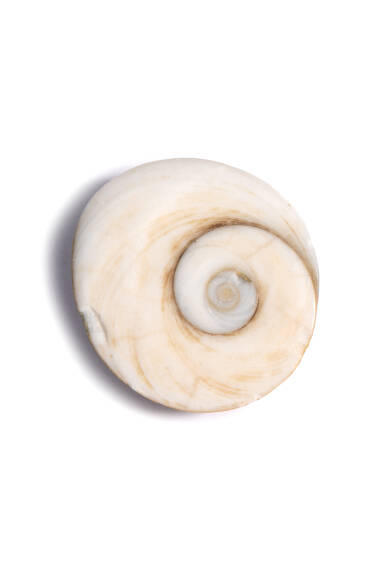 Yılancık-Stein - 2